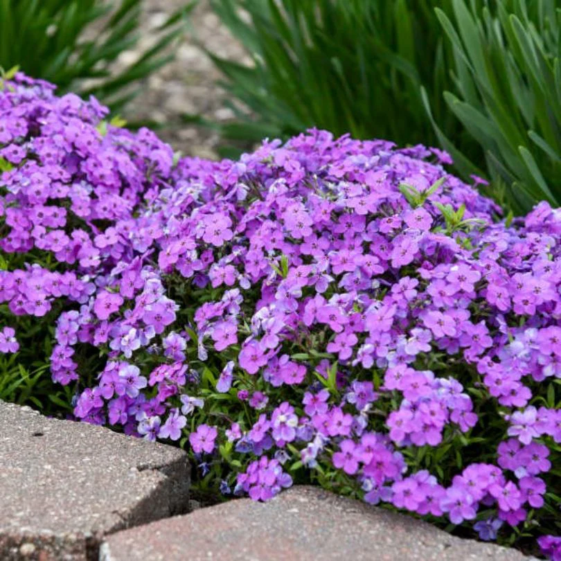 Best-Selling Perennials